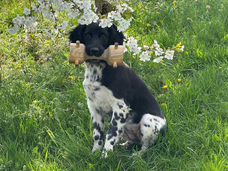 Fee von Heiligen Born