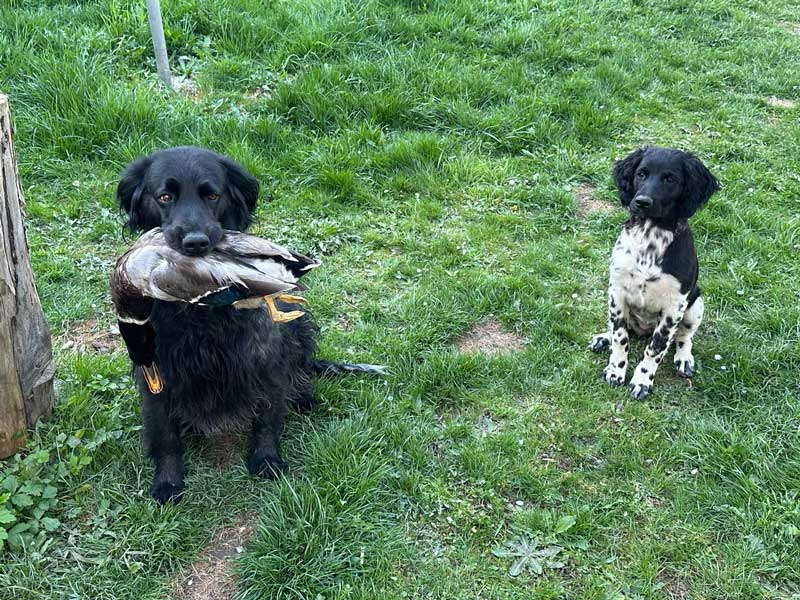 Bella und Fee