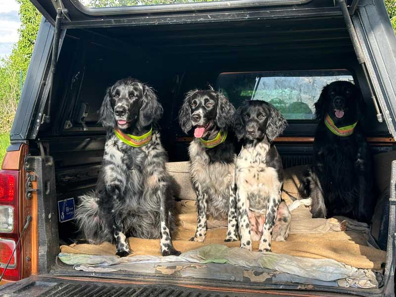 die Hunde im Auto