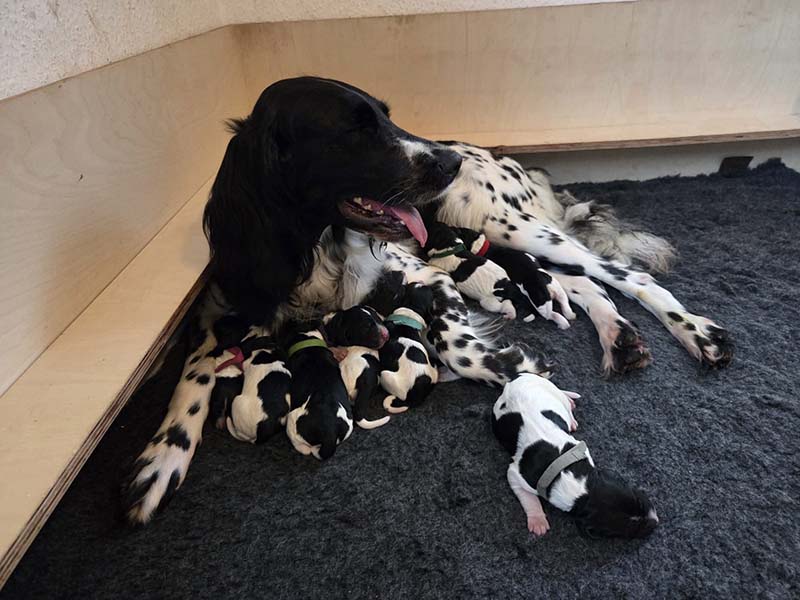 Dolly von Heiligen Born